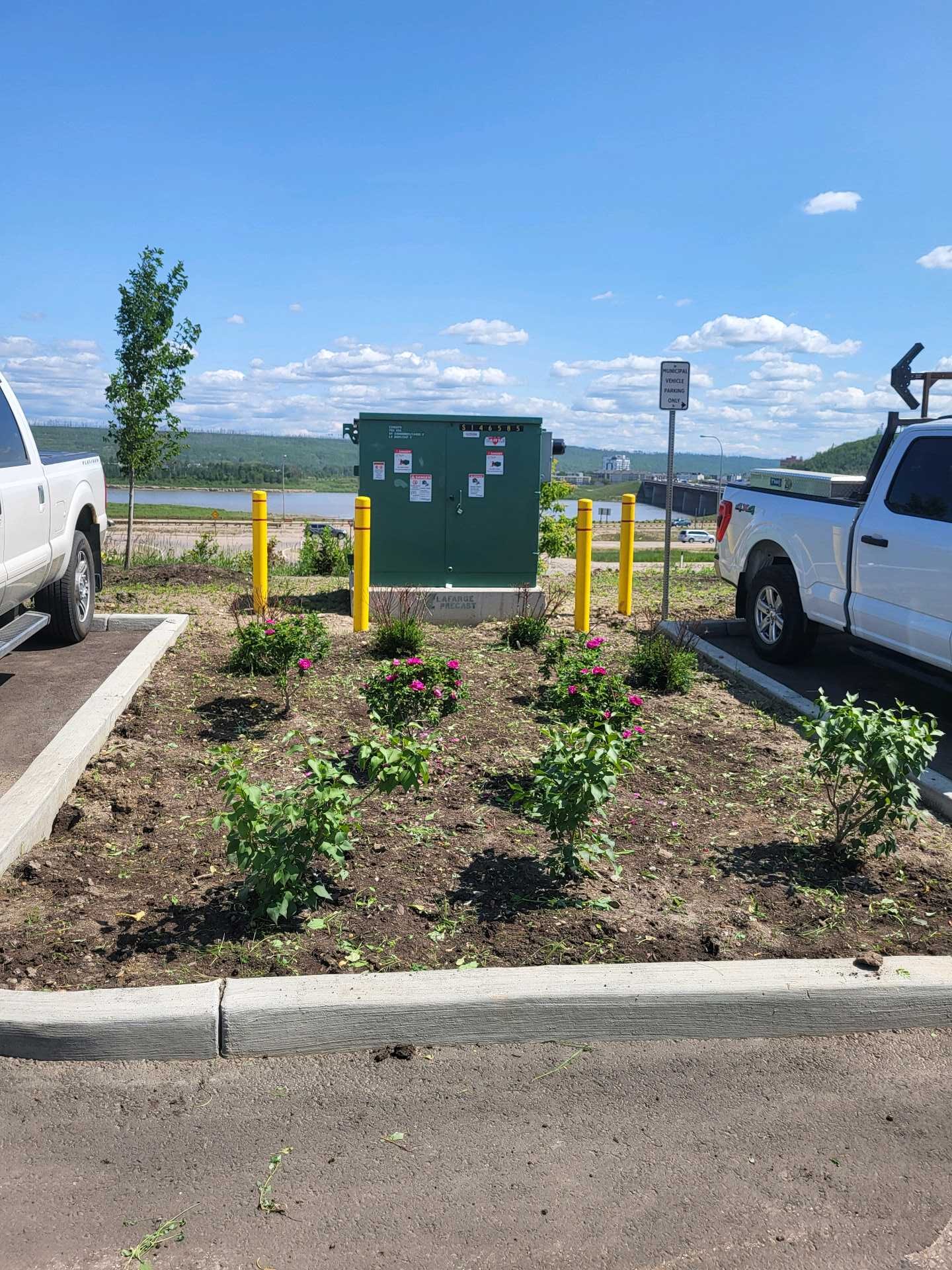 Weed removal — completed